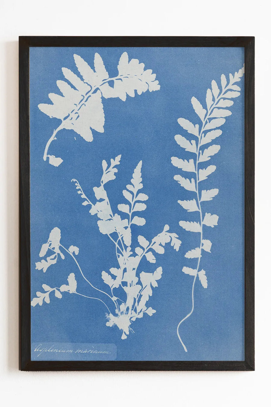 Cyanotype botanical print featuring white plant silhouettes on deep blue