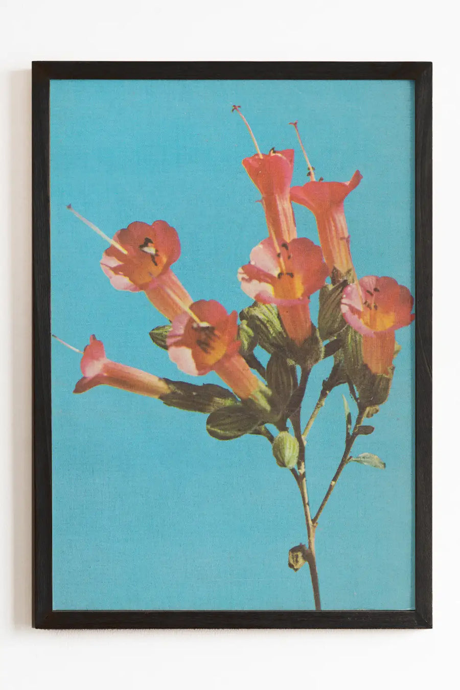Kantuta flower art print with pink blossoms and teal blue sky