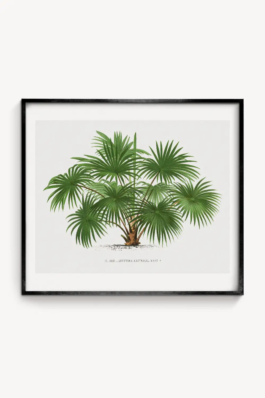 Vintage botanical illustration of a lush green palm tree