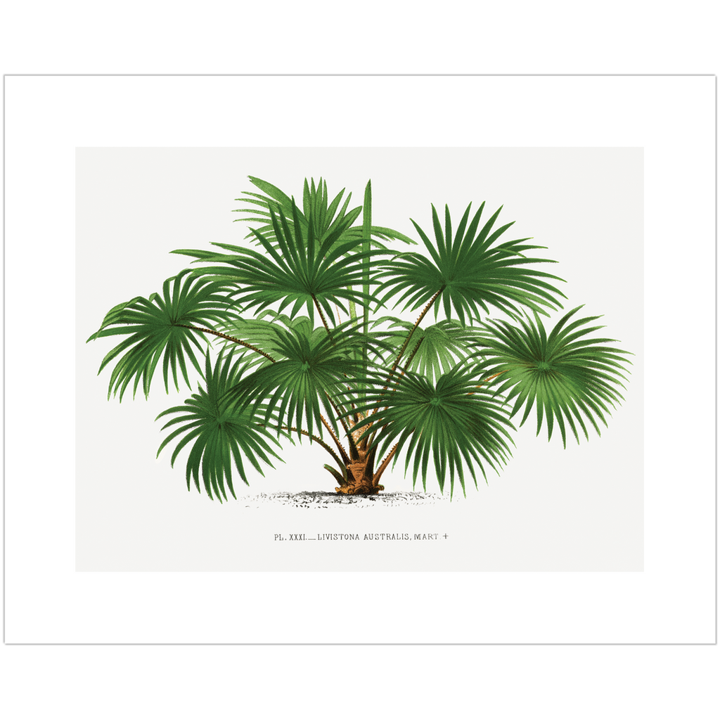 8x10 landscape-oriented vintage palm tree art print on premium Moab Entrada Bright Rag paper.