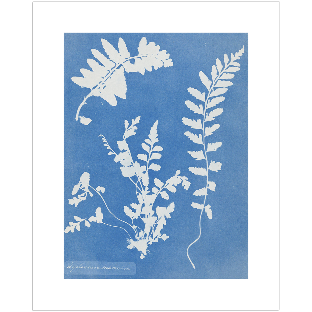Anna Atkins' cyanotype art print showcasing detailed plant imagery.