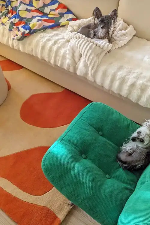 Two dogs on a green cushion and a colorful pillow on a couch with a patterned rug.
