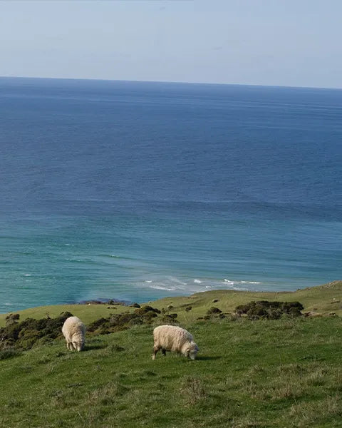 Two sheep grazing on a grassy hill overlooking a vast blue ocean.