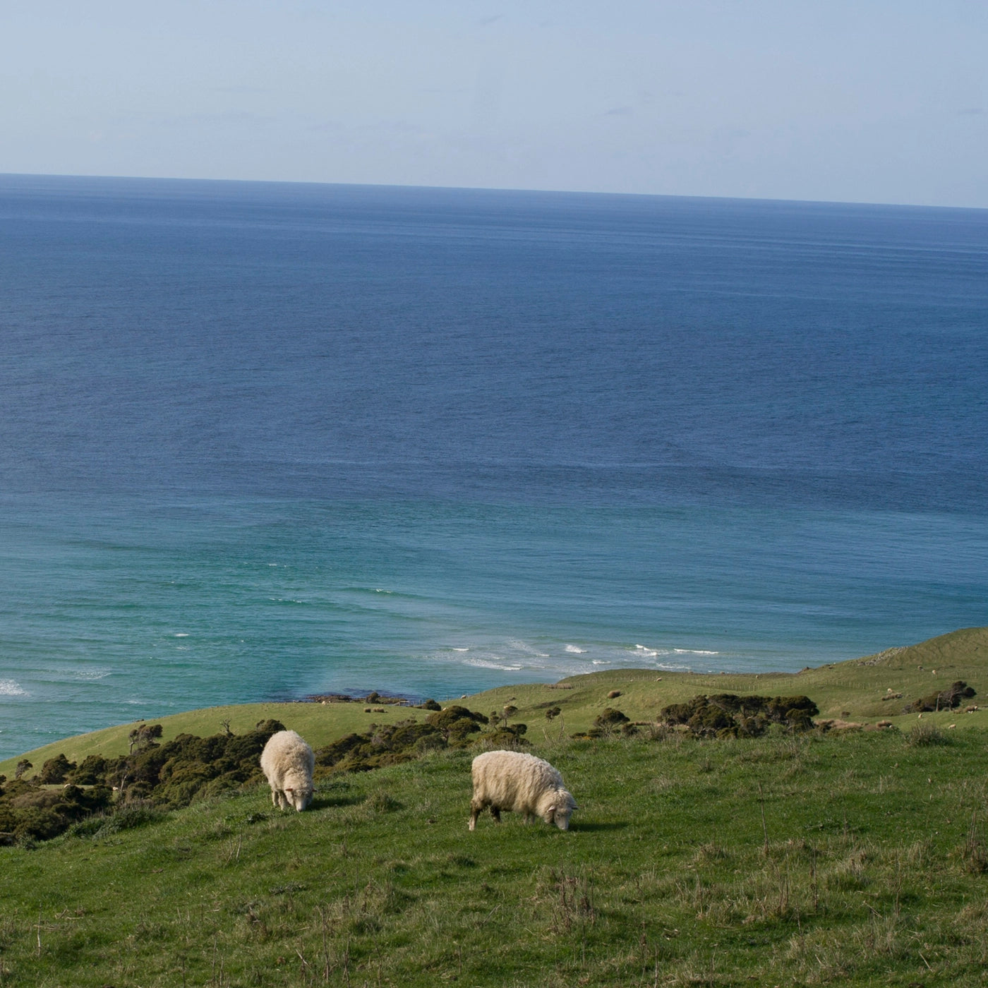 Two sheep grazing on a grassy hill overlooking a vast ocean.