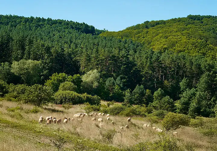 Eco-friendly wool sourced from New Zealand sheep grazing in lush pastures