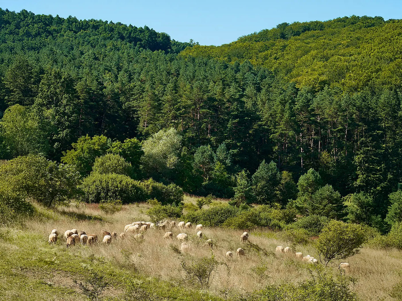 Sustainable wool sourcing—sheep grazing in open pastures, reflecting Jubi Rugs’ commitment to natural materials and ethical craftsmanship.