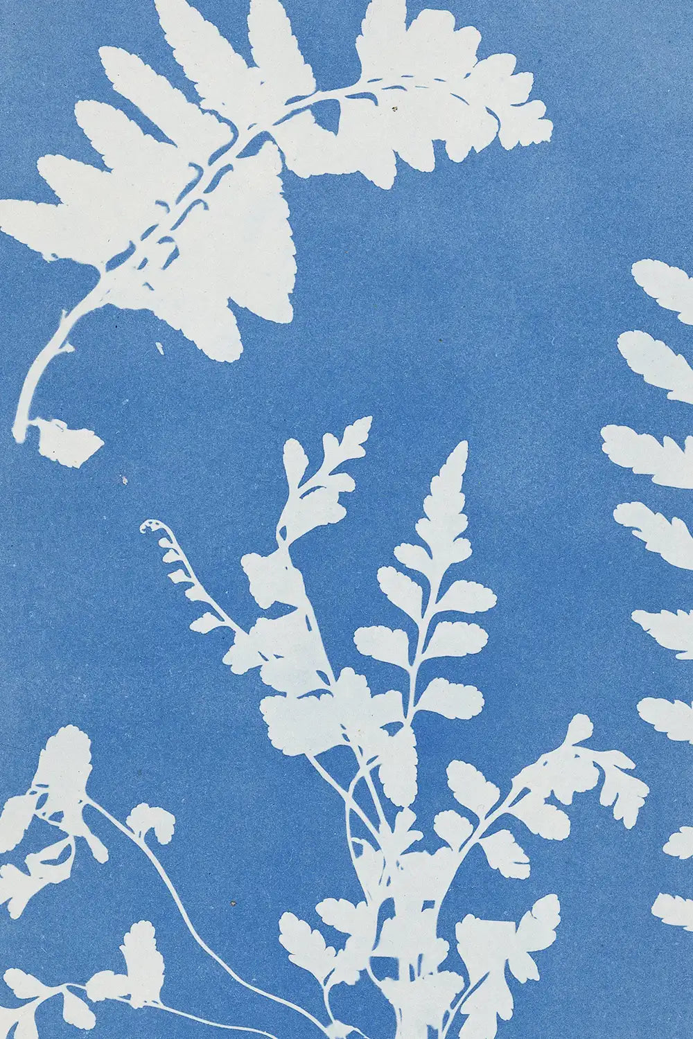 Vintage botanical cyanotype art by Anna Atkins in blue and white
