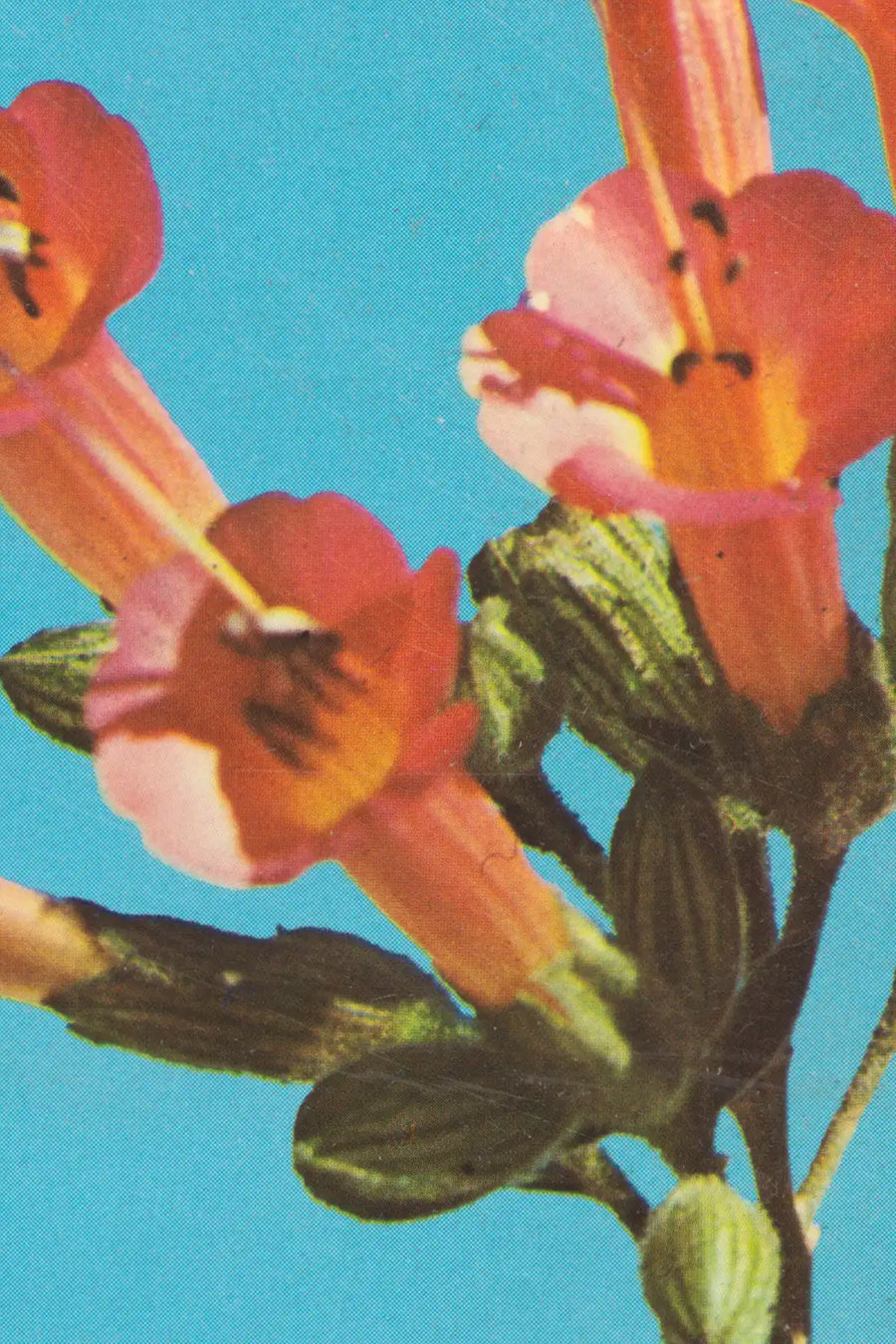 Botanical photography print featuring pink trumpet-shaped flowers

