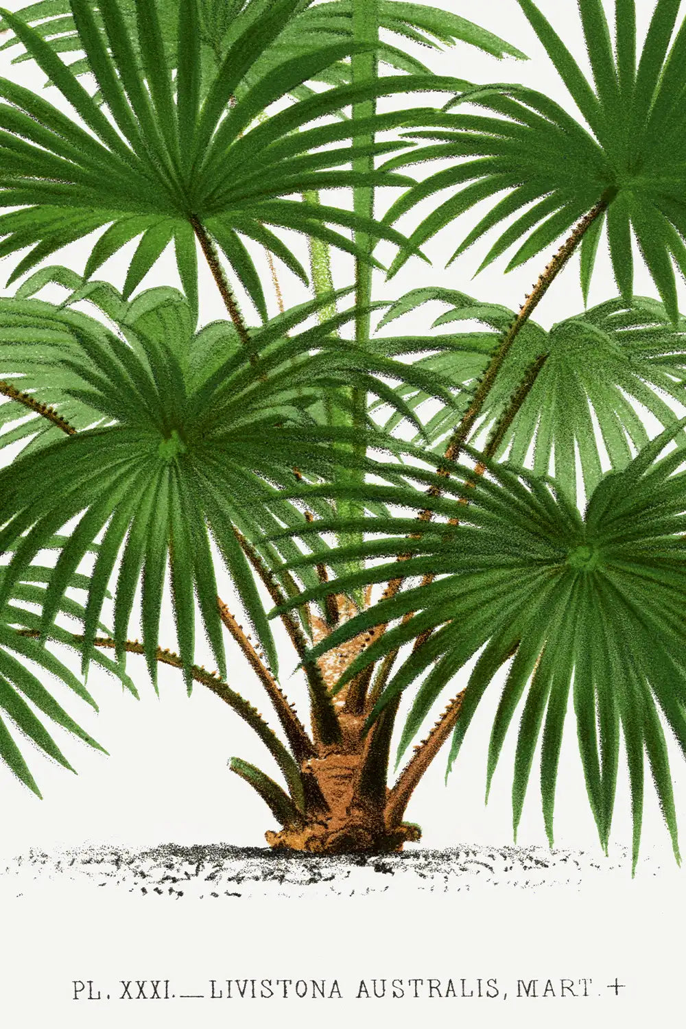 Detailed palm tree print by Oswalde Kerchove de Denterghem
