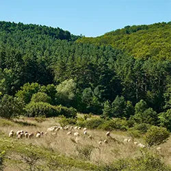 Sheep grazing in a lush green field with trees in the background