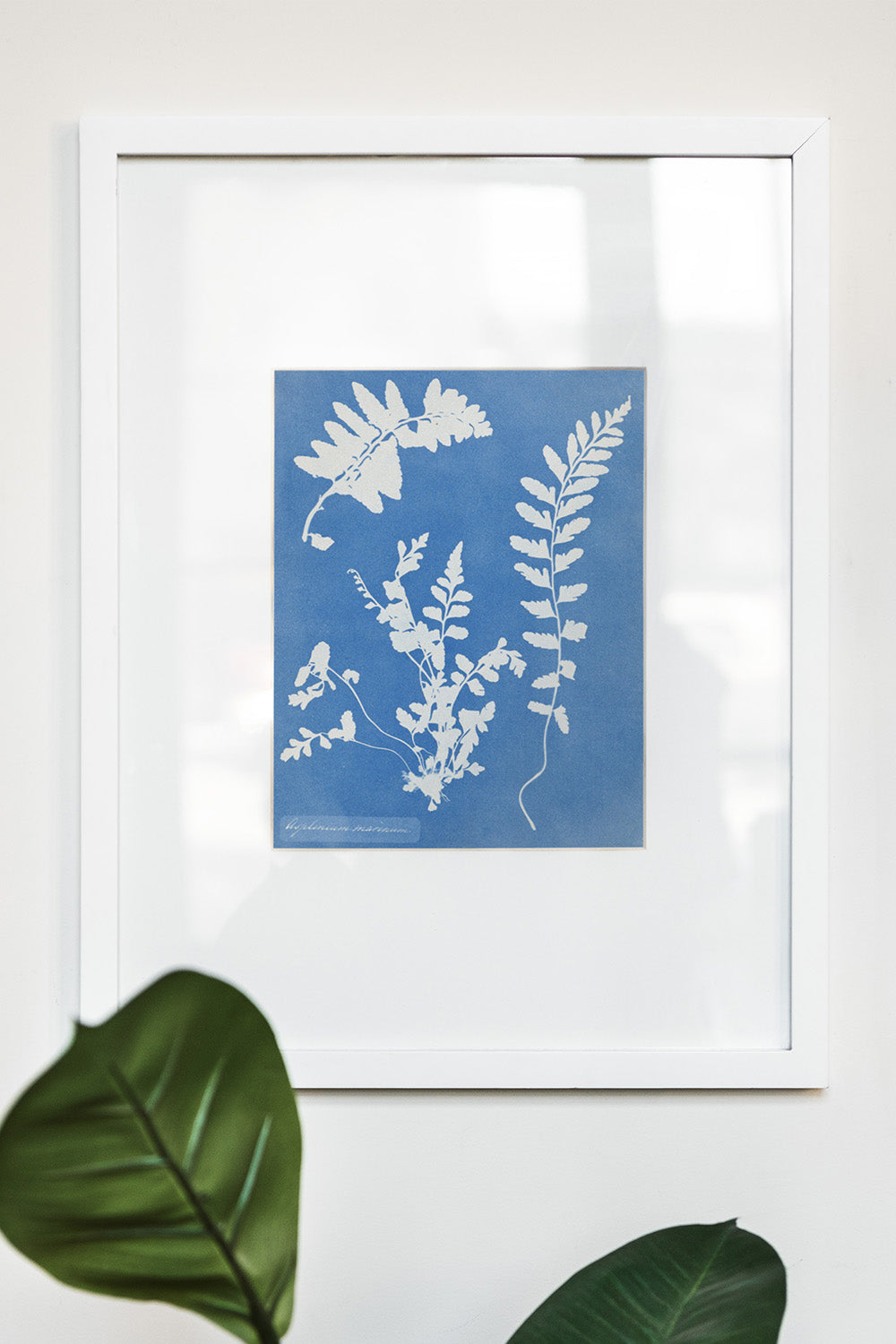 Anna Atkins' cyanotype art print showcasing detailed plant imagery.